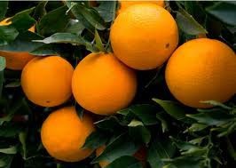 Naranja Navel