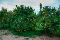 /album/fotogaleria/naranjas-005-jpg1/