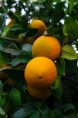 /album/fotogaleria/naranjas-001-jpg/