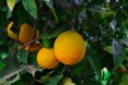 /album/fotogaleria/naranjas-002-jpg/