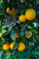 /album/fotogaleria/naranjas-003-jpg1/