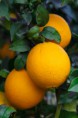 /album/fotogaleria/naranjas-004-jpg1/